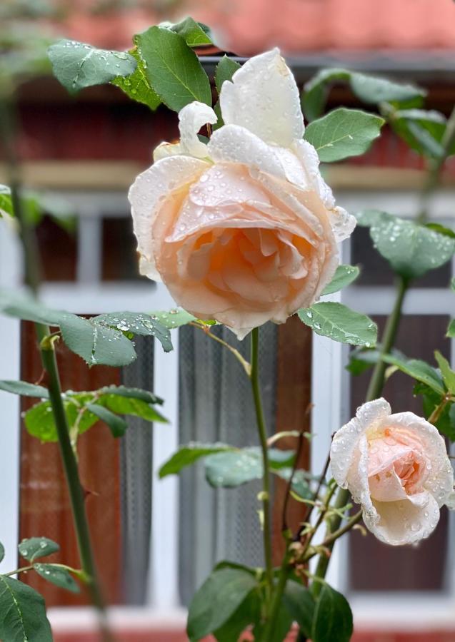 Flower Street Svityaz' Luaran gambar